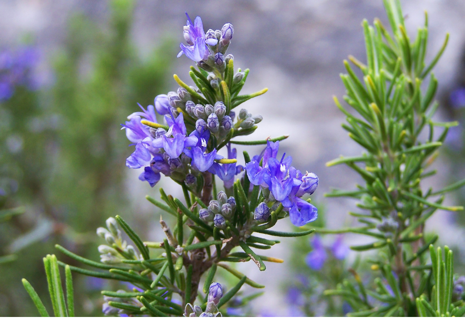 Rosemary in bloom